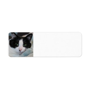 Tuxedo Cat Return Address Label