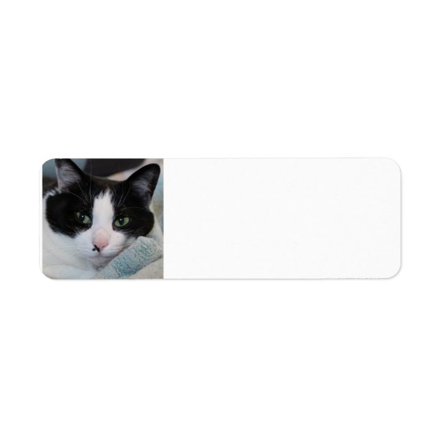 Tuxedo Cat Return Address Label (Front)