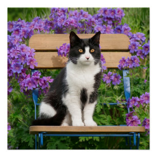 Tuxedo cat sitting on a garden chair with flowers poster