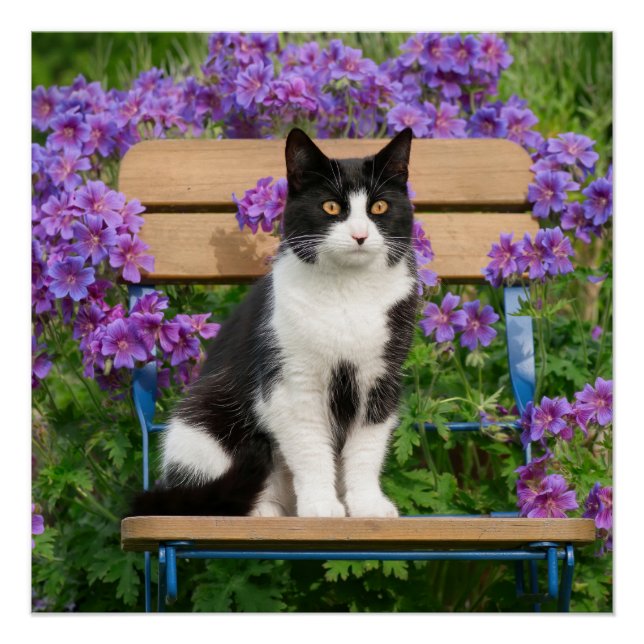 Tuxedo cat sitting on a garden chair with flowers poster (Front)