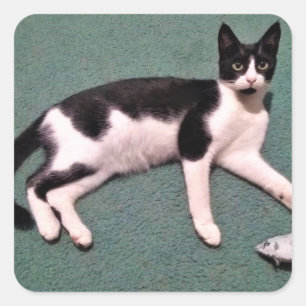 Tuxedo Cat Stickers