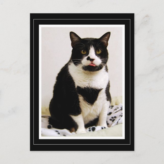 Tuxedo Cat Sticking Out Her Tongue Postcard (Front)