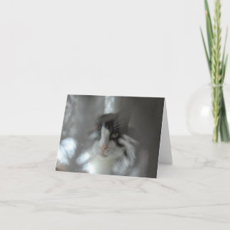 Tuxedo Cat through branches Holiday Card