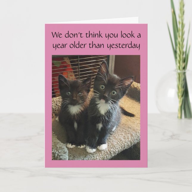 Tuxedo cats birthday or all occasion card (Front)
