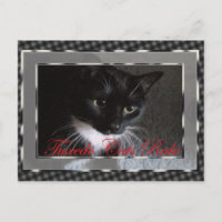 Tuxedo Cats Rule