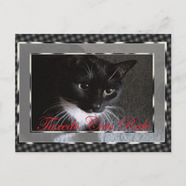 Tuxedo Cats Rule Postcard (Front)