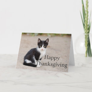 Tuxedo Kitten :: Happy Thanksgiving Greeting Card