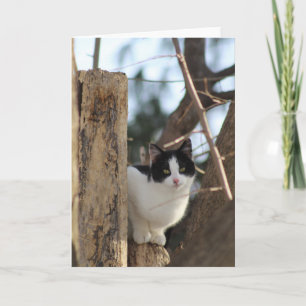 Tuxedo kitten in a tree greeting card