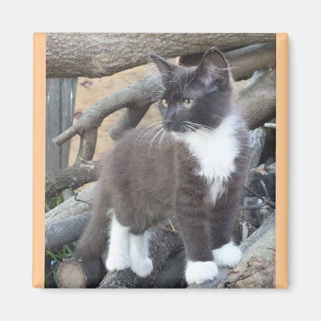 Tuxedo Kitten Magnet (Front)