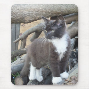 Tuxedo Kitten Mouse Pad
