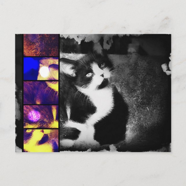 Tuxedo Kitten Photo Art Postcard (Front)