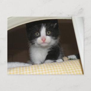 Tuxedo kitten postcard