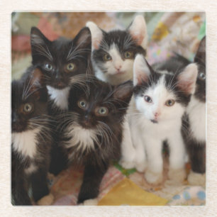Tuxedo Kittens Glass Coaster