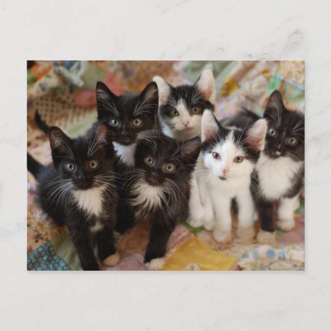 Tuxedo Kittens Postcard (Front)