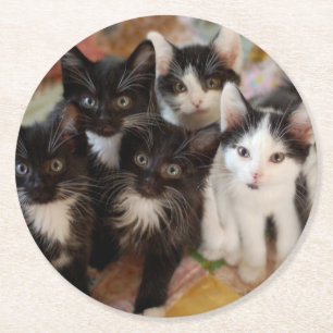 Tuxedo Kittens Round Paper Coaster