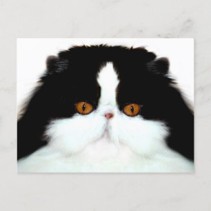 Tuxedo persian cat face postcard