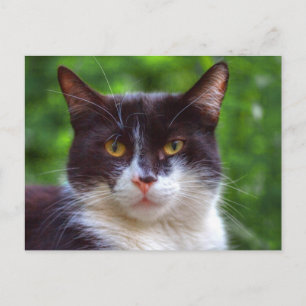 Tuxedo Portrait Postcard