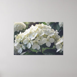 *~* TV2 Soft Hydrangea Stretched Canvas Print