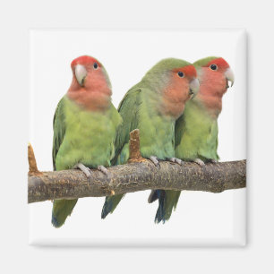 Tweet Trio Magnet