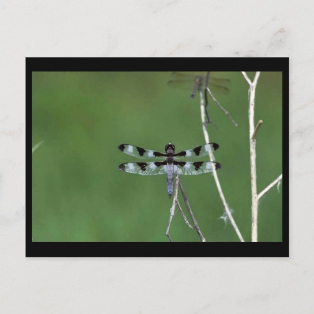 Twelve-Spot Skimmer Postcard (Front)