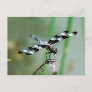 Twelve Spotted Skimmer Dragonfly Postcard