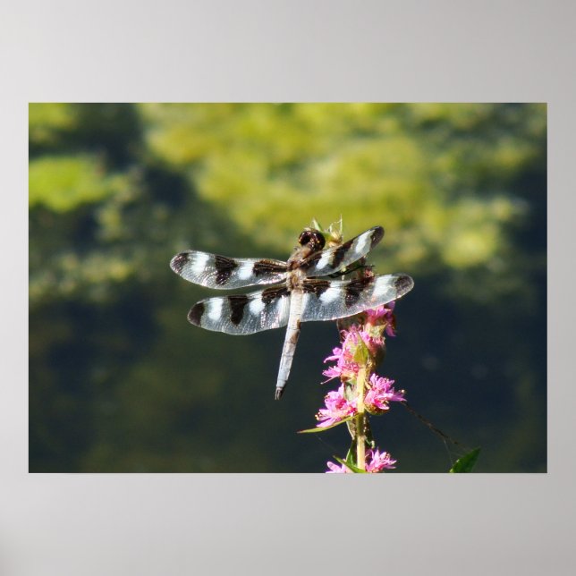 Twelve Spotted Skimmer Dragonfly Poster (Front)