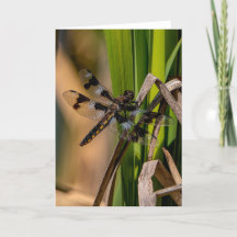 Twelve-spotted Skimmer Dragonfly Thank You Card