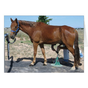 TWH Horse Farrier Hoof Care - Blank Inside