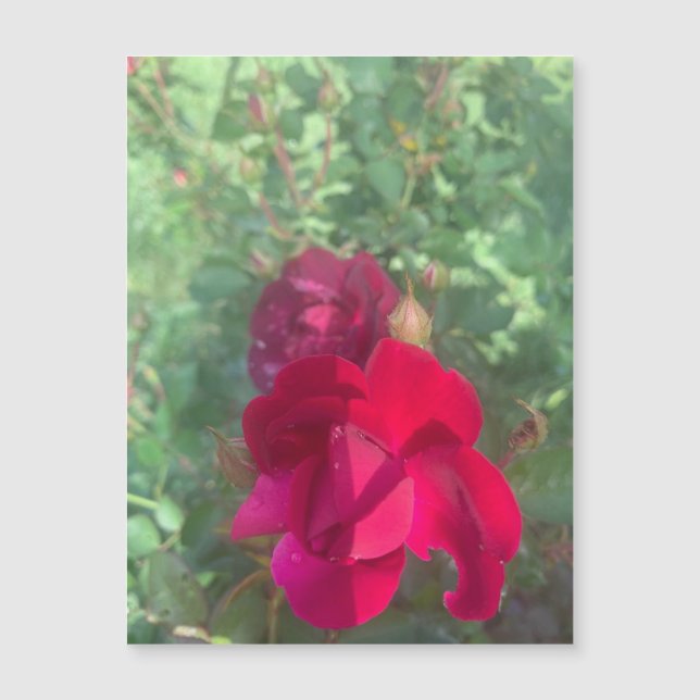 Twice As Nice Rose Magnet (Front)