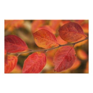 Twig covered with autumn leaves photo print