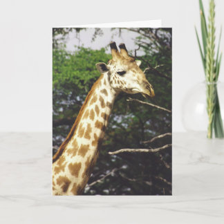 Twiga Masai (Masai Giraffe) Card