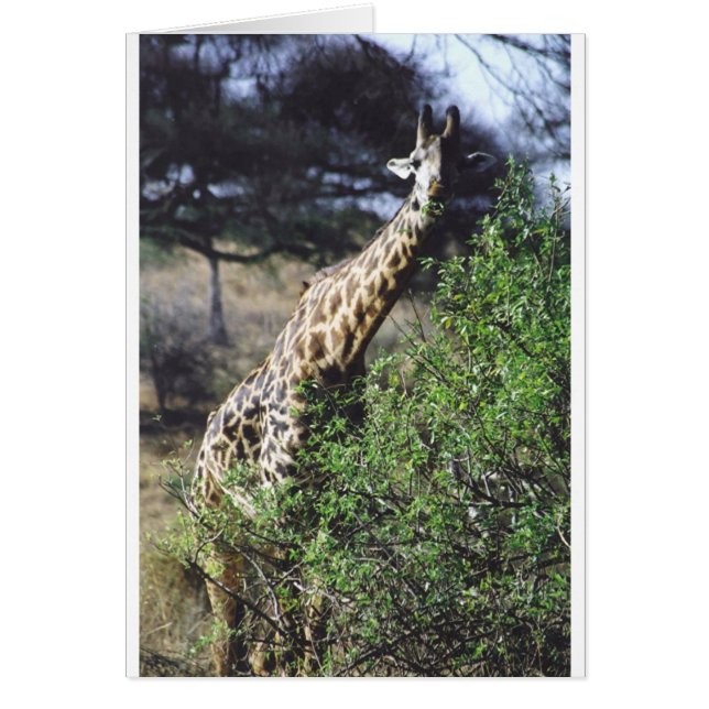 Twiga Masai (Masai Giraffe) Eating (Front)