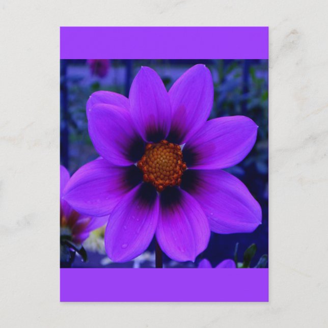 Twilight Bloom Purple Flower at Dusk Postcard (Front)