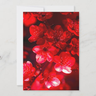 Twilight Cherry Blossom Glow Holiday Card