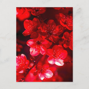 Twilight Cherry Blossom Glow Holiday Postcard