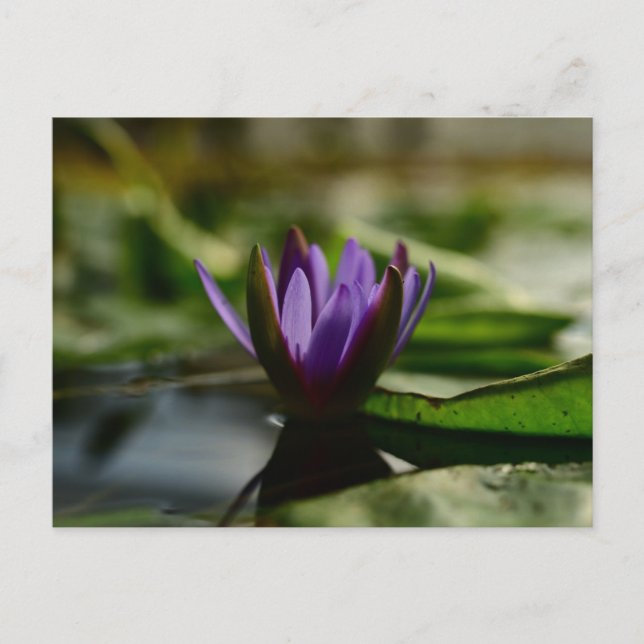 Twilight Lotus Serenity Postcard (Front)