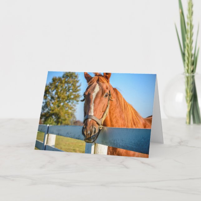 Twilight Rose | Thoroughbred Race Horse Card (Front)
