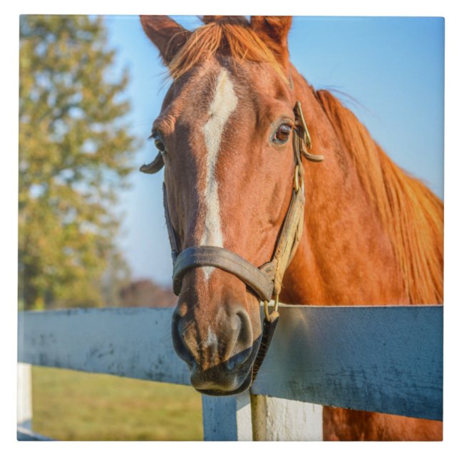 Twilight Rose | Thoroughbred Race Horse Ceramic Tile (Front)