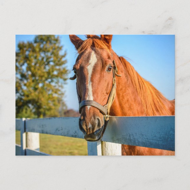 Twilight Rose | Thoroughbred Race Horse Postcard (Front)