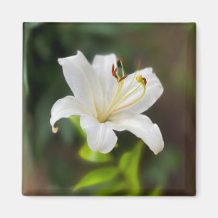Twilight white lily magnet