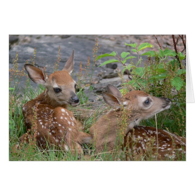 Twin Bambi Card (Front Horizontal)