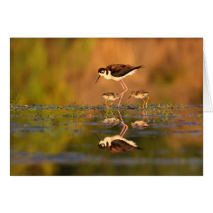 Twin black-necked Stilts