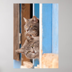 Twin Blue Tabbies Poster