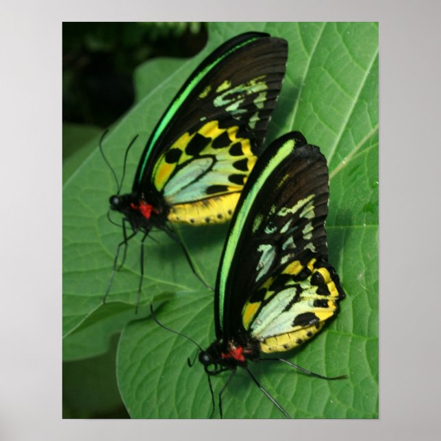 Twin Butterflies Canvas Print (Front)