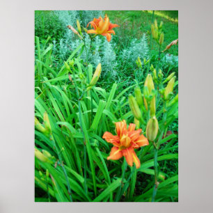 Twin Daylilies and Artemesia Poster