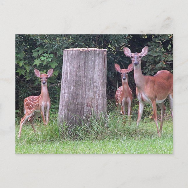 Twin Fawns Postcard (Front)