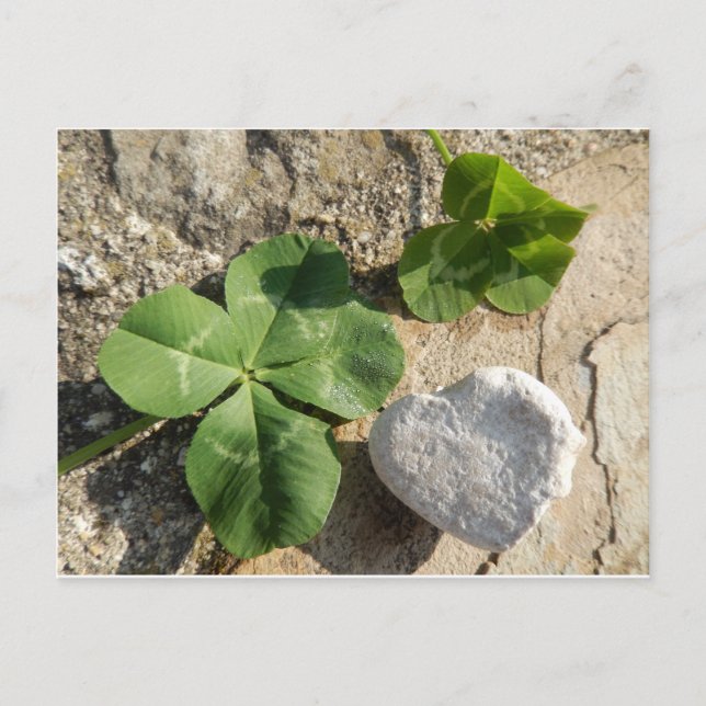 Twin Four Leaf Clover Irish Luck St. Patrick's Day Postcard (Front)