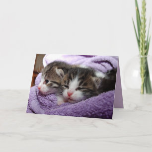 twin kittens greeting card