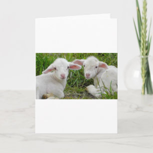 Twin Lamb Baby Animal Thinking Of You Card