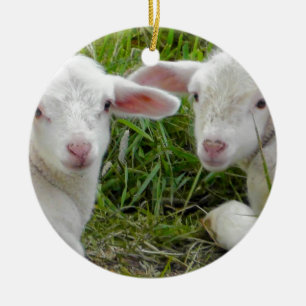 Twin Lamb Baby Animal Thinking Of You Ceramic Ornament